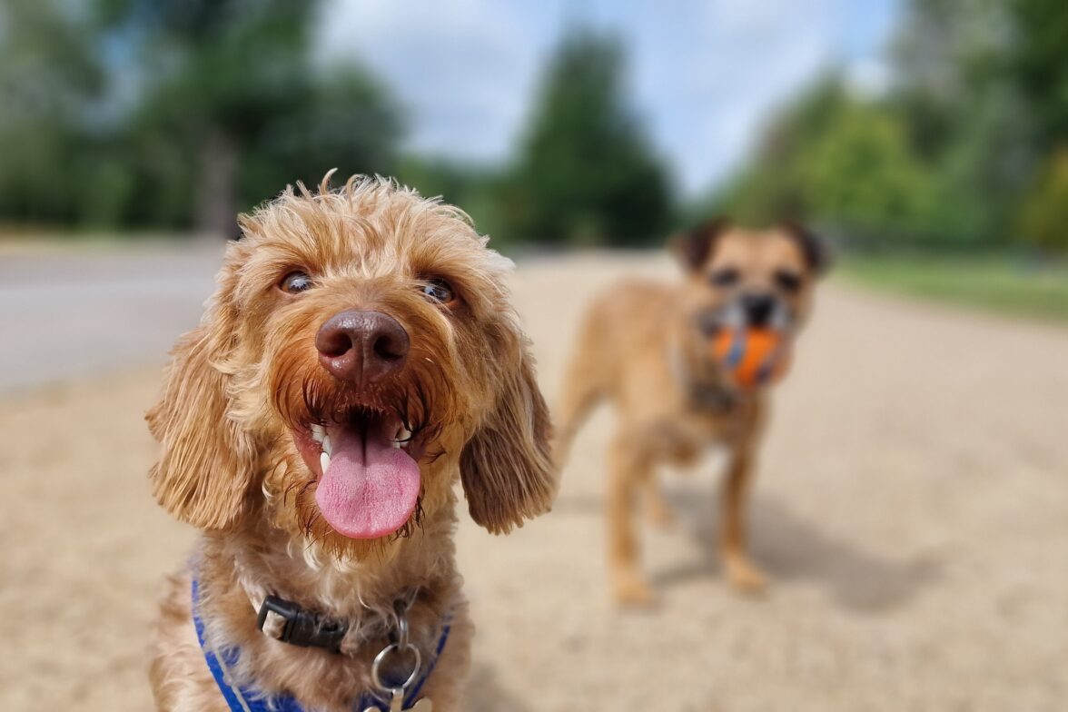 Wundervue Highlights Growing Demand for Dog Friendly Activities in Denver Tourism